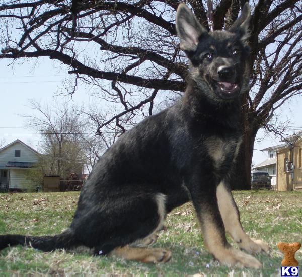 Dogs for Sale in OK
